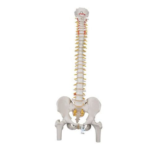 Anatomisches Modell / Becken - A58/2 - 3B Scientific   - Wirbelsäule / für Vorführzwecke / männlich