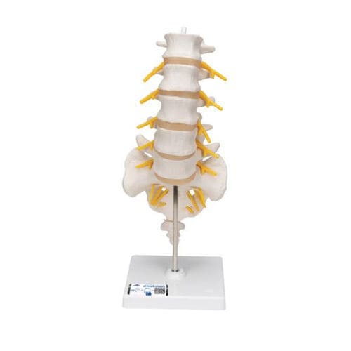 Lendenwirbelsäule anatomisches Modell - A74 - 3B Scientific   - Steißbein / Kreuzbein / für die Ausbildung