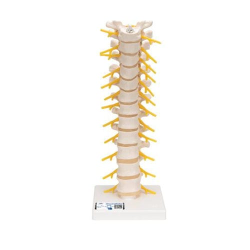 Anatomisches Modell / Wirbel - A73 - 3B Scientific   - Rückenmark / für die Ausbildung / flexibel