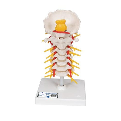 Halswirbelsäule anatomisches Modell - A72 - 3B Scientific   - Bandscheibe / Rückenmark / für die Ausbildung