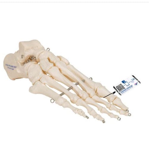 Anatomisches Skelettmodell - A30 - 3B Scientific   - Fuß / für die Ausbildung / flexibel