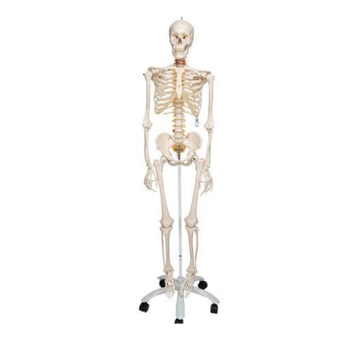 Anatomisches Skelettmodell - A15 - 3B Scientific   - für die Ausbildung / Kunststoff / mit Gelenk