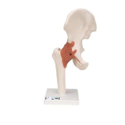 Anatomisches Modell / Knochen - A81 - 3B Scientific   - Gelenk / Hüfte / für die Ausbildung