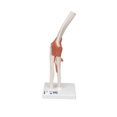 Anatomisches Modell / Knochen - A83 - 3B Scientific   - Gelenk / Ellbogen / für die Ausbildung