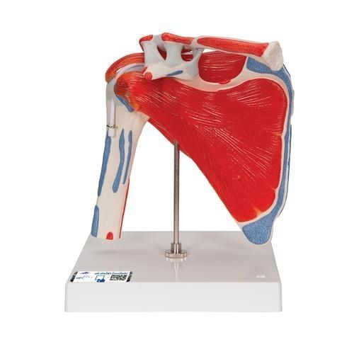 Anatomisches Modell / Knochen - A880 - 3B Scientific   - Muskel / Schulter / für die Ausbildung