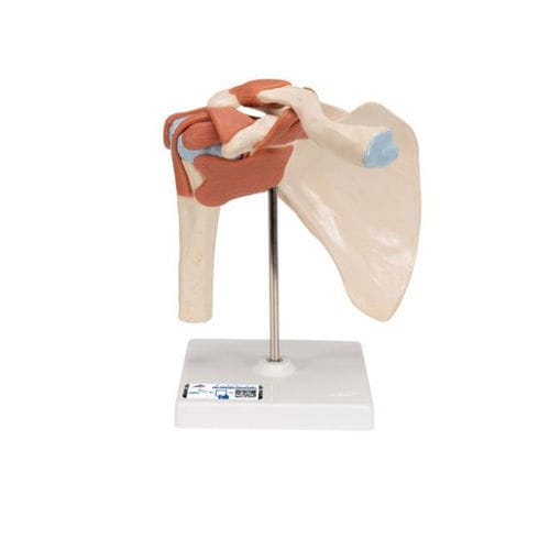 Anatomisches Modell / Knochen - A80/1 - 3B Scientific   - Gelenk / Schulter / für die Ausbildung