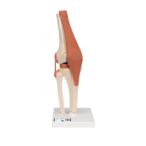 Anatomisches Modell / Knochen - A82/1 - 3B Scientific   - Gelenk / Knie / für die Ausbildung