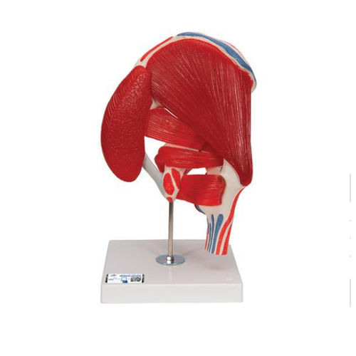 Anatomisches Modell / Gelenk - A881 - 3B Scientific   - Hüfte / für die Ausbildung