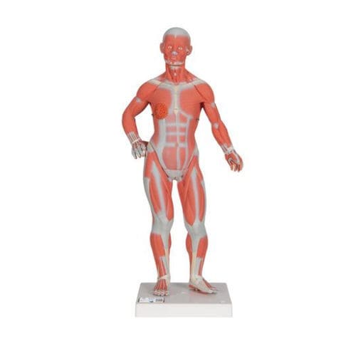 Anatomisches Modell / Muskel - B59 - 3B Scientific   - Ganzkörper / für die Ausbildung / Miniatur