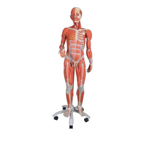 Anatomisches Muskelmodell - B50 - 3B Scientific   - Ganzkörper / Ausbildung / mit Muskulatur