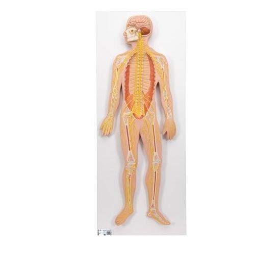Anatomisches Modell / Nervensystem - C30  - 3B Scientific   - für die Ausbildung / Miniatur