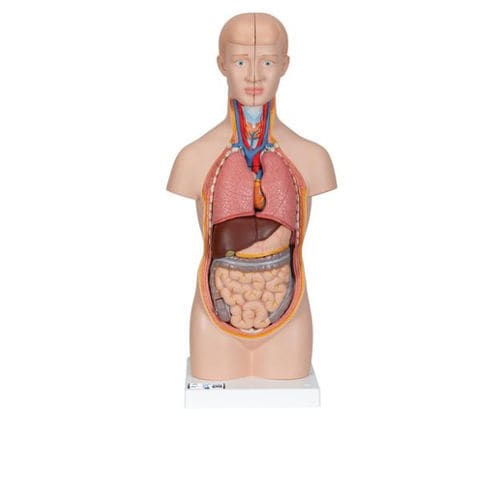 Anatomisches Modell / Oberkörper - B22 - 3B Scientific   - für die Ausbildung / Miniatur / exartikuliert
