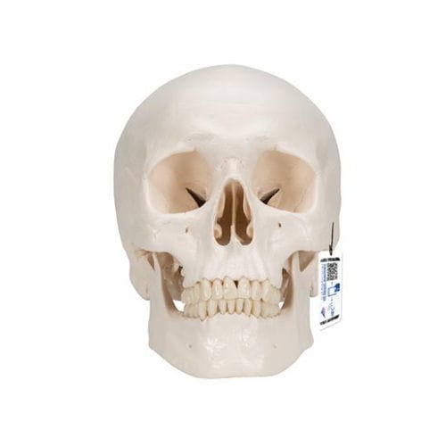 Anatomisches Schädelmodell - A20/9 - 3B Scientific   - Gehirn / für die Ausbildung / Kunststoff