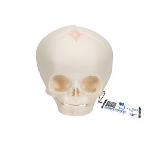 Anatomisches Schädelmodell - A25 - 3B Scientific   - für die Ausbildung / Fötus / mit Gelenk