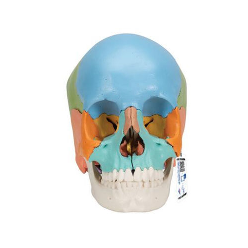 Anatomisches Schädelmodell - A291  - 3B Scientific   - für die Ausbildung / Kunststoff / mit Gelenk