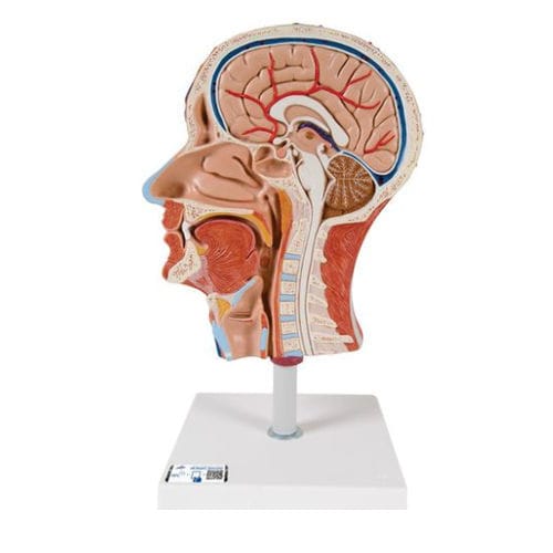 Anatomisches Modell / Kopf - C14  - 3B Scientific   - für die Ausbildung / mit Muskulatur