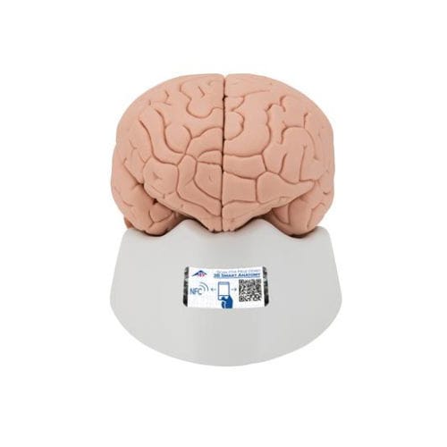 Anatomisches Gehirnmodell - C15/1 - 3B Scientific   - Akupunktur