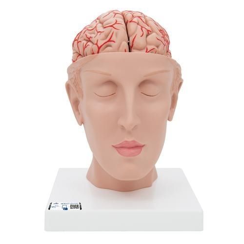 Anatomisches Modell / Kopf - C25 - 3B Scientific   - Gehirn / für die Ausbildung