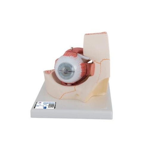 Anatomisches Modell / Auge - F13 - 3B Scientific   - für die Ausbildung