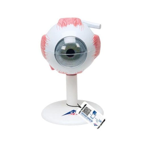 Anatomisches Modell / Auge - F15 - 3B Scientific   - für die Ausbildung