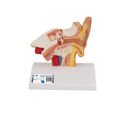 Anatomisches Modell / Innenohr - E12 - 3B Scientific  