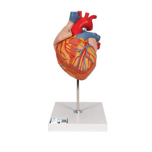 Anatomisches Herzmodell - G12 - 3B Scientific   - für die Ausbildung