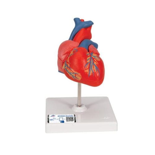 Anatomisches Herzmodell - G08 - 3B Scientific   - für die Ausbildung