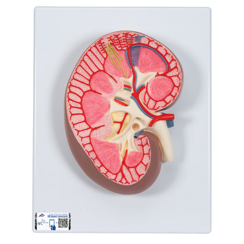 Anatomisches Modell / Niere - K10 - 3B Scientific   - für die Ausbildung