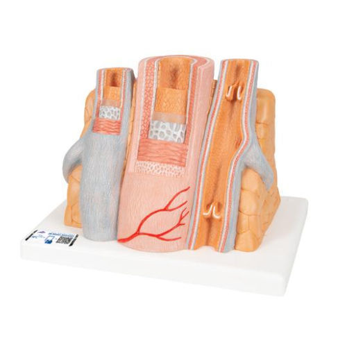 Anatomisches Modell / Arterie - G42 - 3B Scientific   - Vene / für die Ausbildung