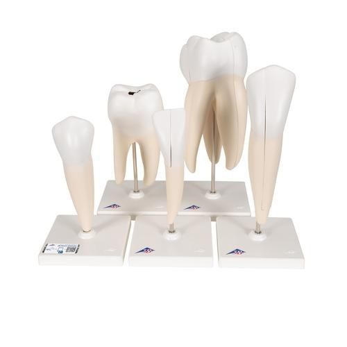 Anatomisches Modell / Zahn - D10  - 3B Scientific   - Ausbildung