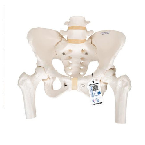 Anatomisches Skelettmodell - A62 - 3B Scientific   - Becken / Oberschenkelknochen / weiblich