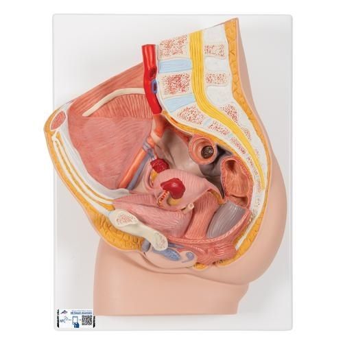 Anatomisches Modell / Becken - H10 - 3B Scientific   - für die Ausbildung / Schwangerschaft / weiblich