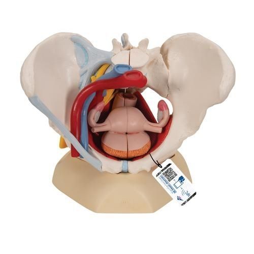 Anatomisches Modell / Becken - H20/4 - 3B Scientific   - für die Ausbildung / weiblich / mit Nerven