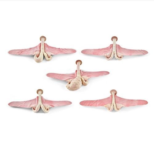 Anatomisches Modell / Uterus - 1025499 - 3B Scientific - für Theriogenologie / Ausbildung / Rinder