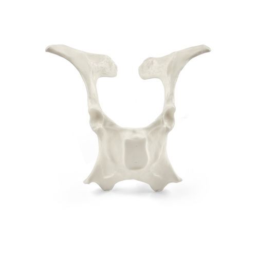 Anatomisches Modell / Becken - 10255 series - 3B Scientific - für Veterinärmedizin / für Palpationen / Ausbildung