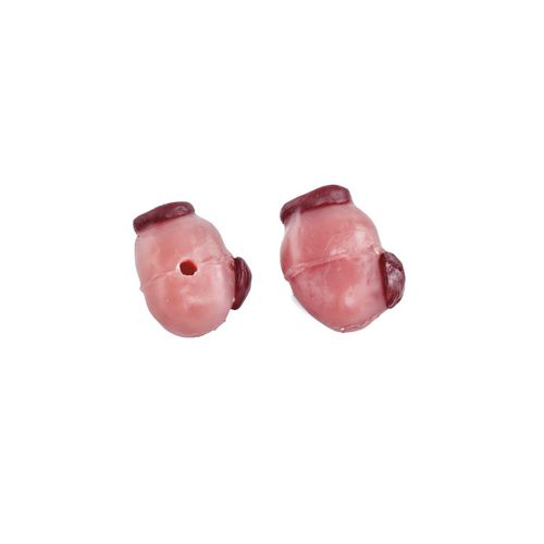 Anatomisches Modell / Ovarien - 1025 series - 3B Scientific - für Veterinärmedizin / Ausbildung / Rinder