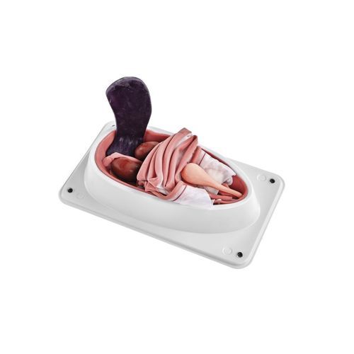 Simulator für Sterilisierung von Hunden - 1025627 - 3B Scientific   - Näh / Hund / Kunststoff