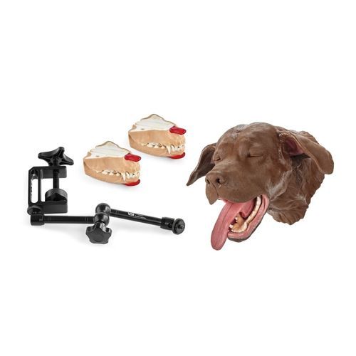 Trainingssimulator - 1025636 - 3B Scientific   - für Zahnextraktion / Dental / Hund