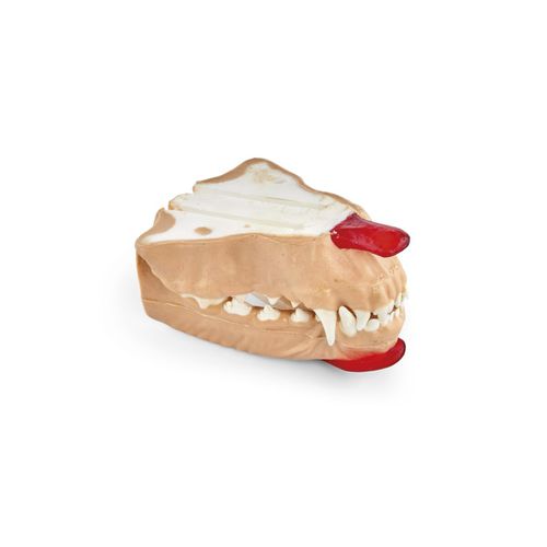 Anatomisches Modell / Unterkiefer - 102564 series - 3B Scientific - Zahn / Dental / Zahnfleisch