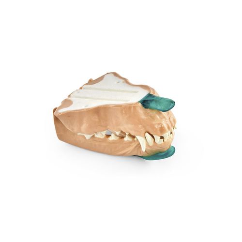 Anatomisches Modell / Zahn - 1025651 - 3B Scientific - Dental / Kiefer / für Veterinärbehandlung