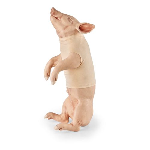 Simulator für Venenpunktion - 1025662 - 3B Scientific   - Ausbildung / für Veterinärmedizin / Schwein