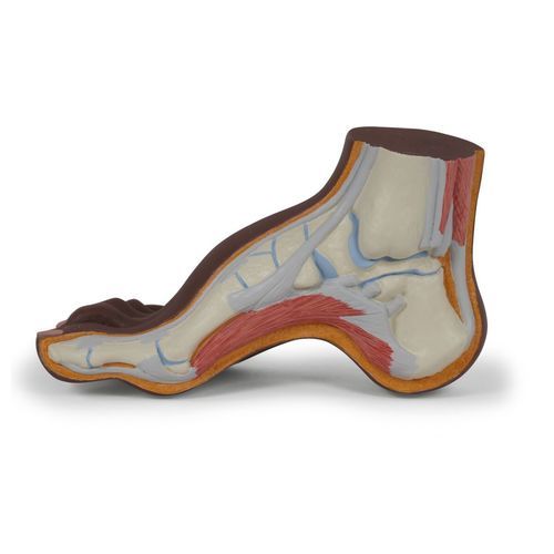 Anatomisches Modell / Knochen - M32D - 3B Scientific   - Muskel / Fuß / für die Ausbildung