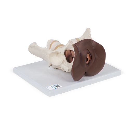 Anatomisches Skelettmodell - L31D - 3B Scientific   - Gebärmutter / Rektum / der weiblichen Geschlechtsorgane