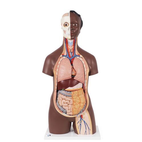 Anatomisches Magenmodell - B09D - 3B Scientific   - Dünndarm / Lungen / Niere