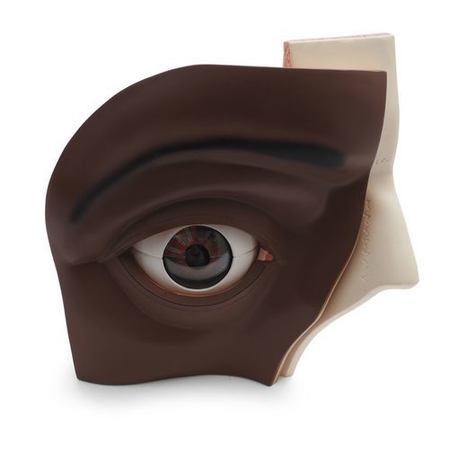 Anatomisches Modell / Nerv - VJ500AD - 3B Scientific   - Orbital / Netzhaut / Hornhaut