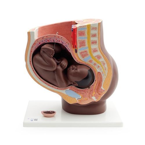Anatomisches Modell / Vagina - L20D - 3B Scientific   - Gebärmutter / Ovarien / Gebärmutterhals