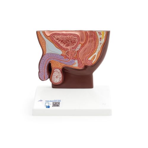 Anatomisches Modell / Becken - H12D - 3B Scientific   - männlich / interaktiv