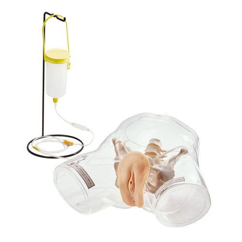 Anatomisches Modell des Harnapparats - W43028F - 3B Scientific   - Blase / Harnröhre / weibliches Geschlechtsorgan