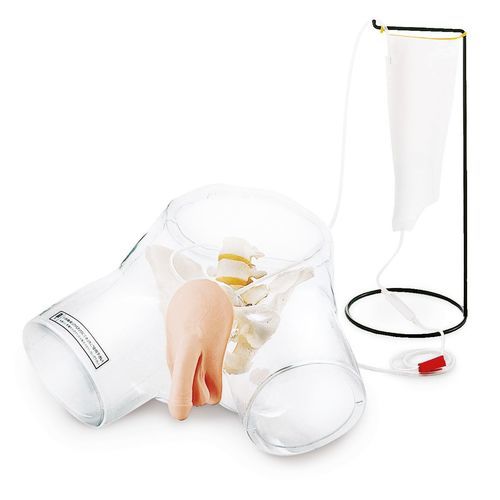 Anatomisches Modell des Harnapparats - W43028M - 3B Scientific   - Blase / Harnröhre / männliches Geschlechtsorgan