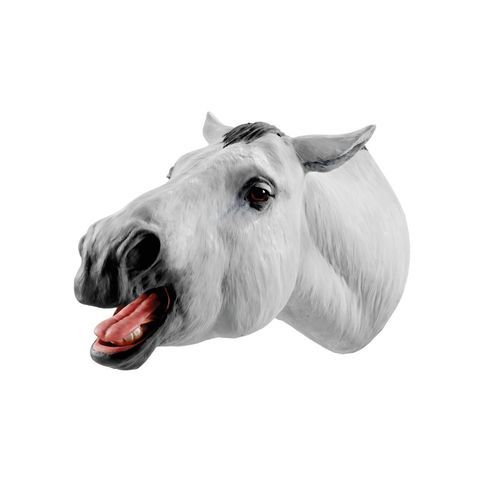 Anatomisches Modell / Mund - 1026511 - 3B Scientific   - Unterkiefer / Oberkiefer / Kopf
